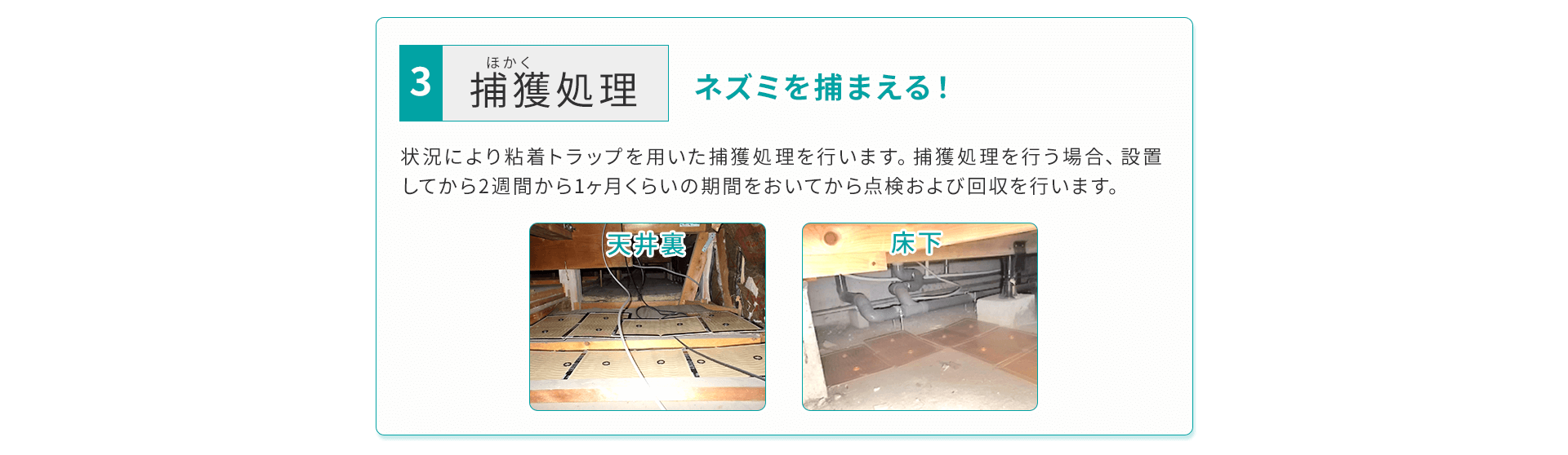 ネズミを捕まえる