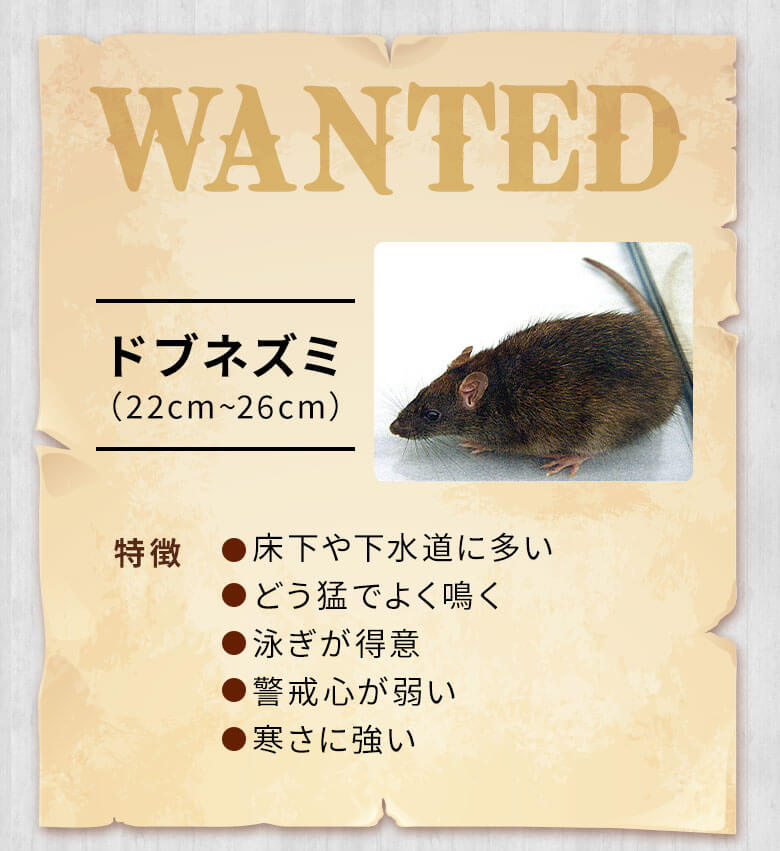 ドブネズミ