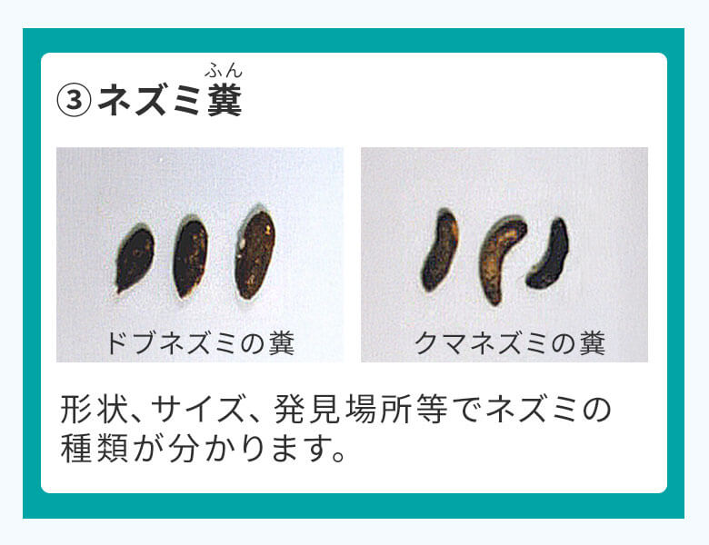 3ネズミ糞