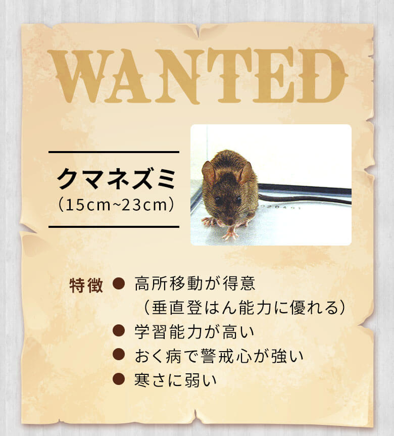 クマネズミ