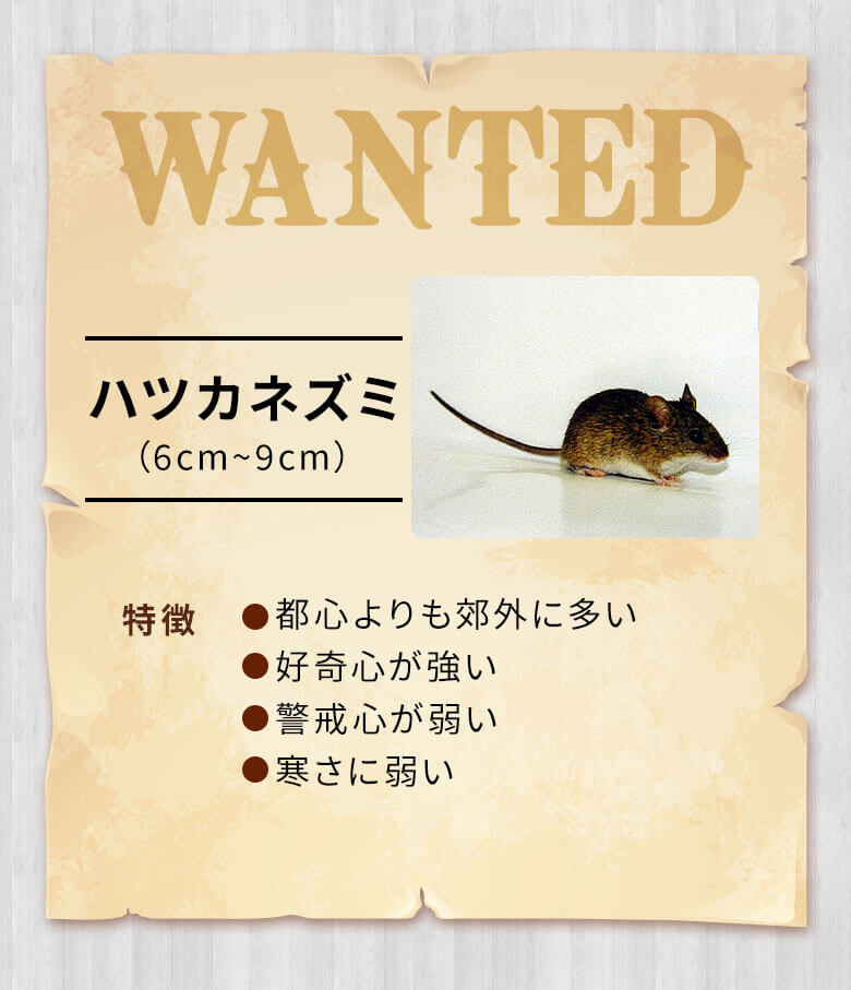 ハツカネズミ