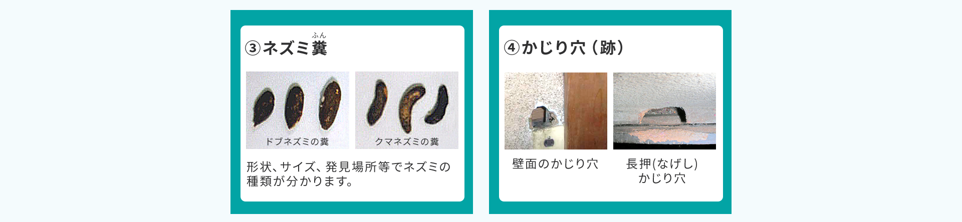 ネズミふん・かじり穴（跡）