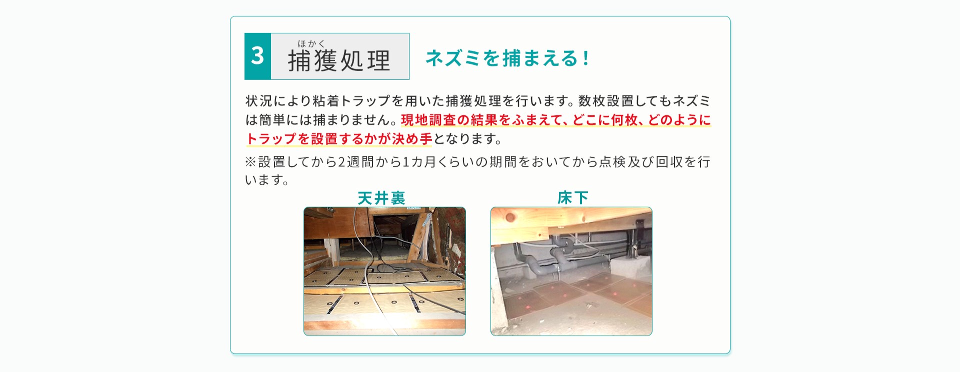 ネズミを捕まえる