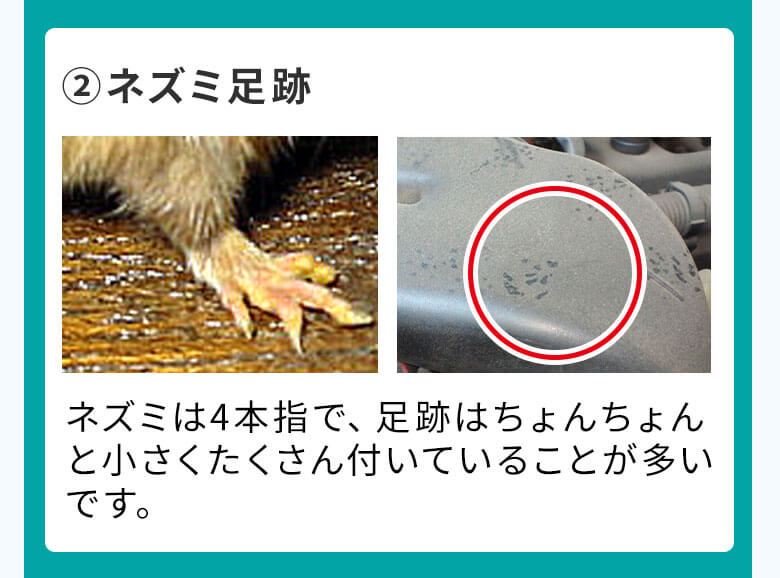 2ネズミ足跡